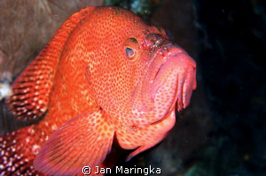Grouper with cleaner shrimp by Jan Maringka 